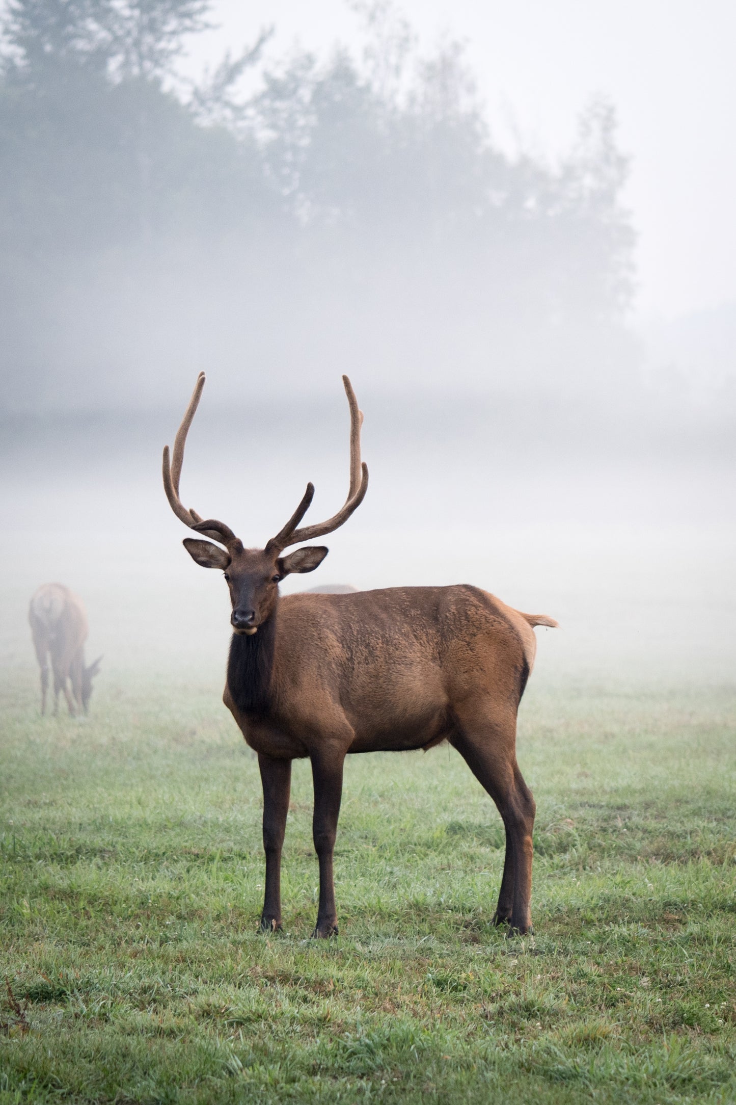 Home Decor Artwork-Digital Download- Elk-Snoqualmie Valley-Fog