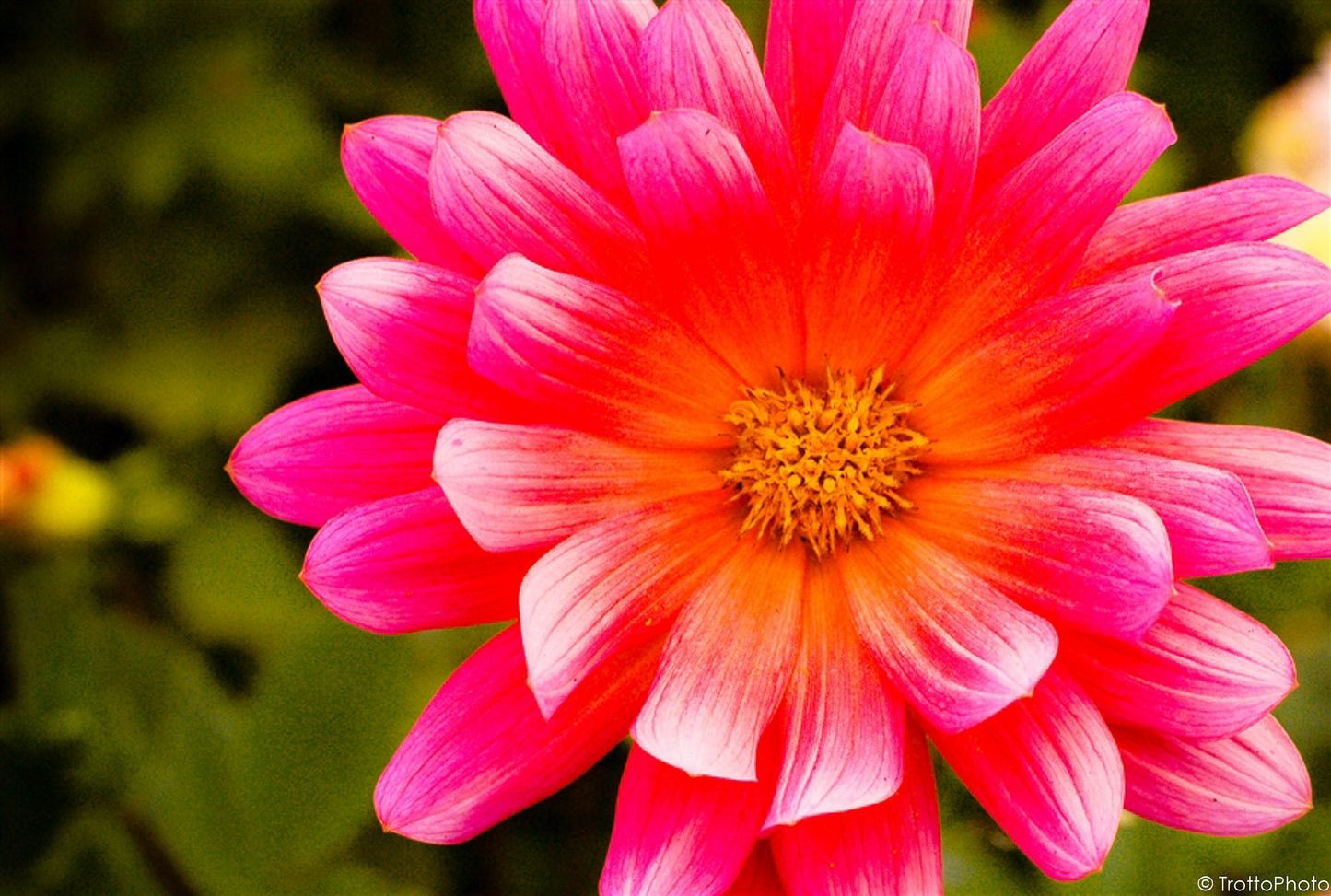 Blank Photo Note Cards - Pretty in Pink Flowers