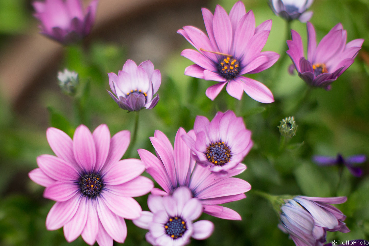 Blank Photo Note Cards - Purple Rain Flowers