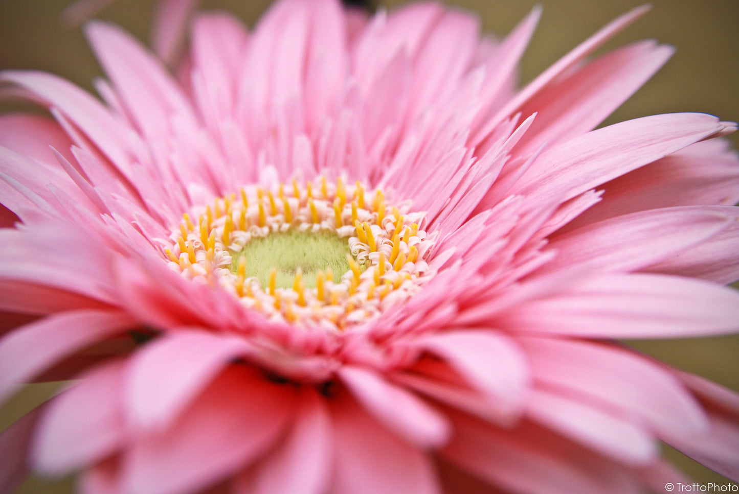 Blank Photo Note Cards - Pretty in Pink Flowers