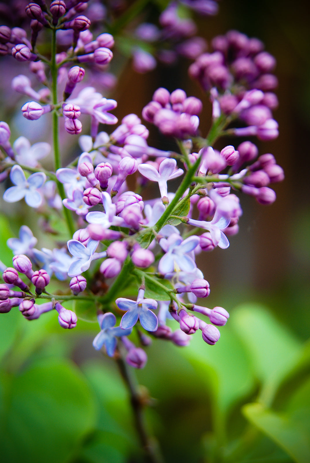 Blank Photo Note Cards - Purple Rain Flowers