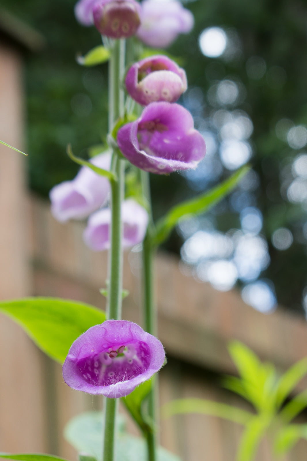 Blank Photo Note Cards - Purple Rain Flowers
