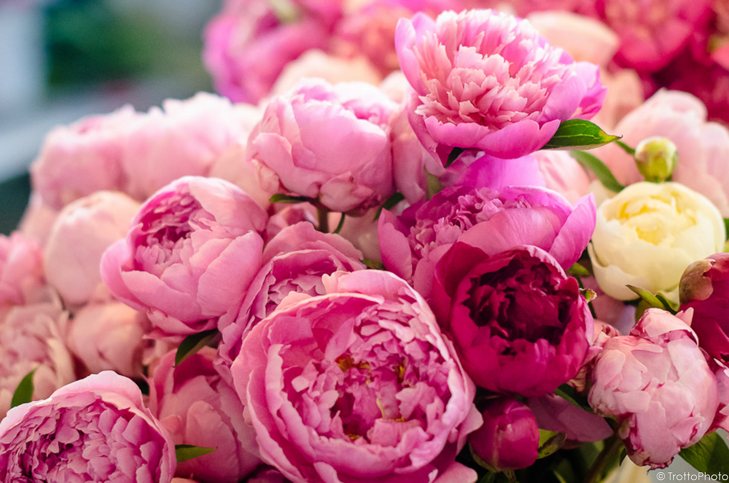 Blank Photo Note Cards - Pretty in Pink Flowers