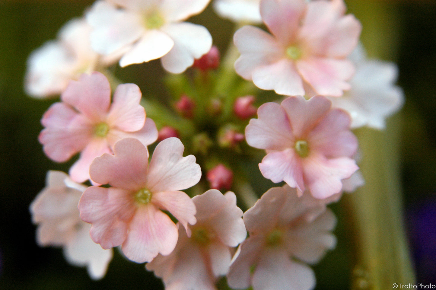 Blank Photo Note Cards - Pretty in Pink Flowers