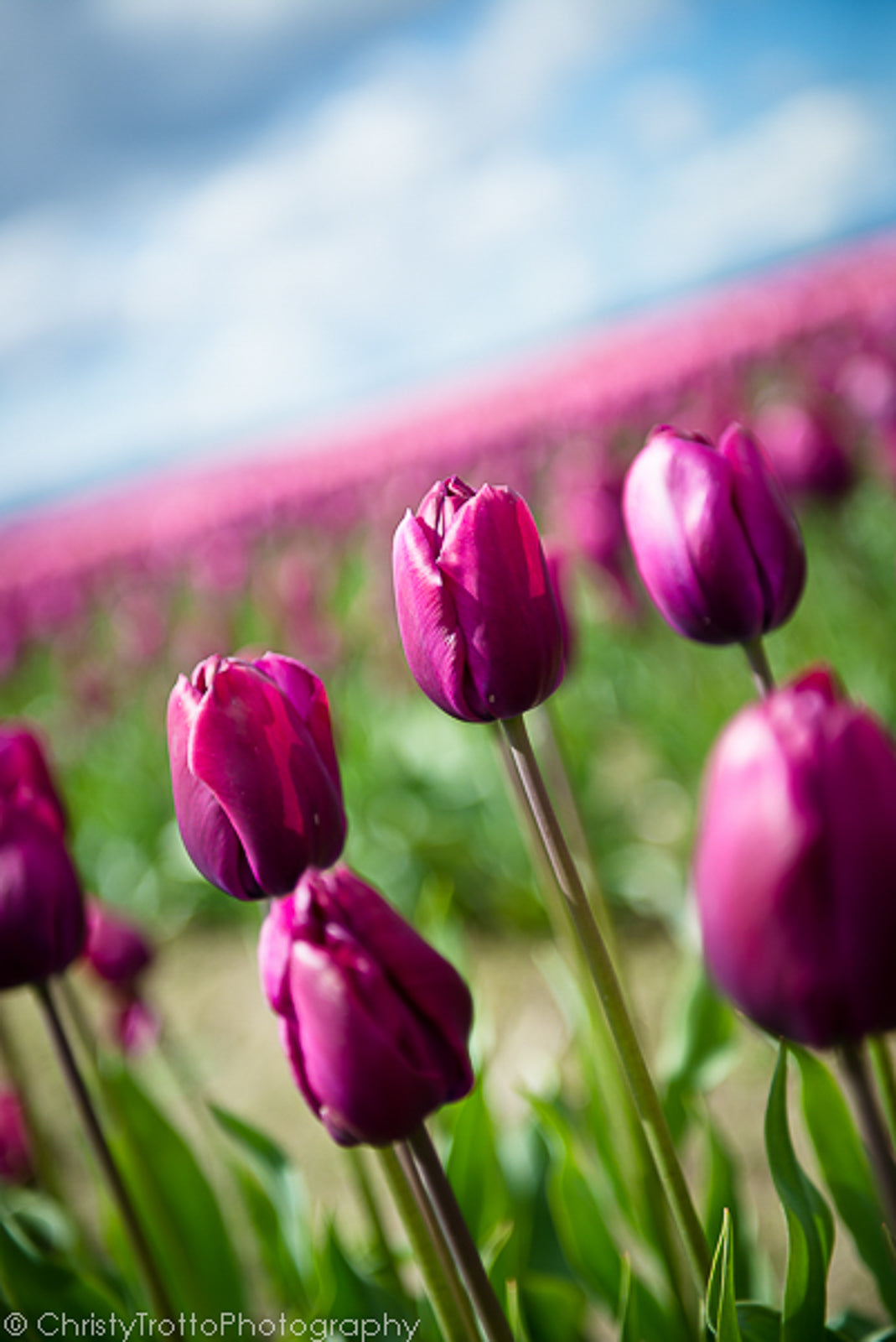 Blank Photo Note Cards - Purple Rain Flowers