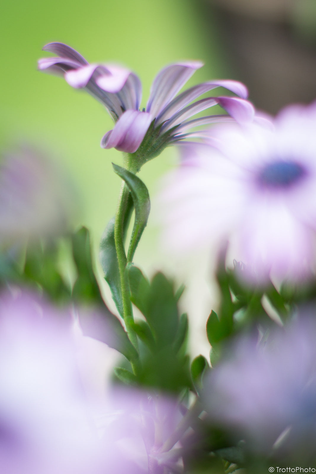 Blank Photo Note Cards - Purple Rain Flowers