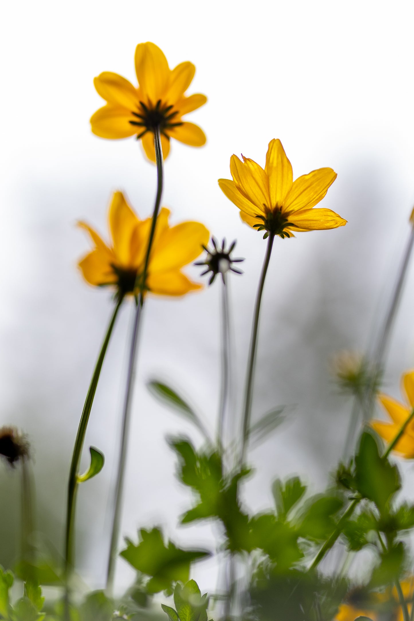 Home Decor Artwork-Digital Download -Yellow Spring Flowers