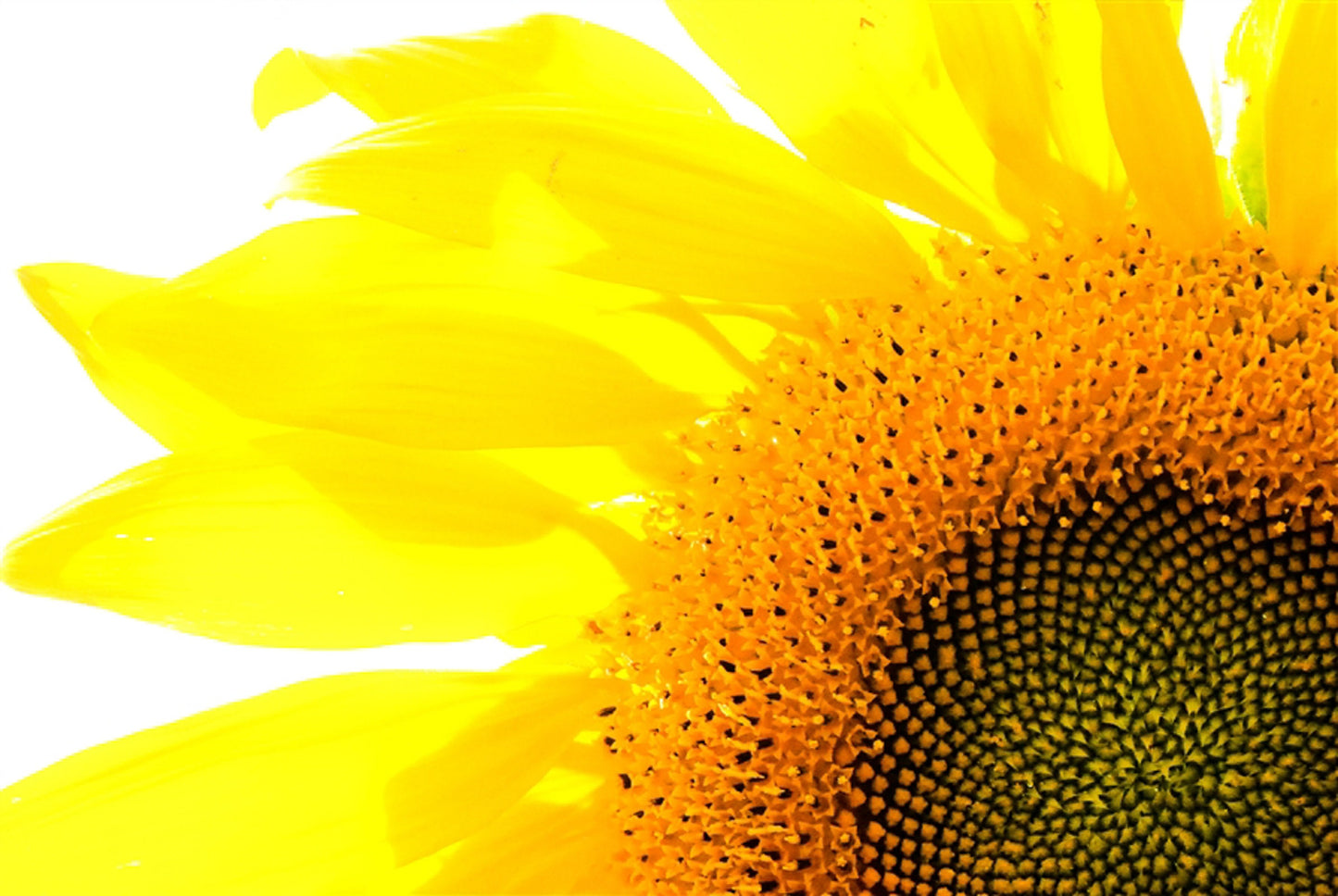 Home Decor Artwork-Digital Download -Yellow Sun Flower
