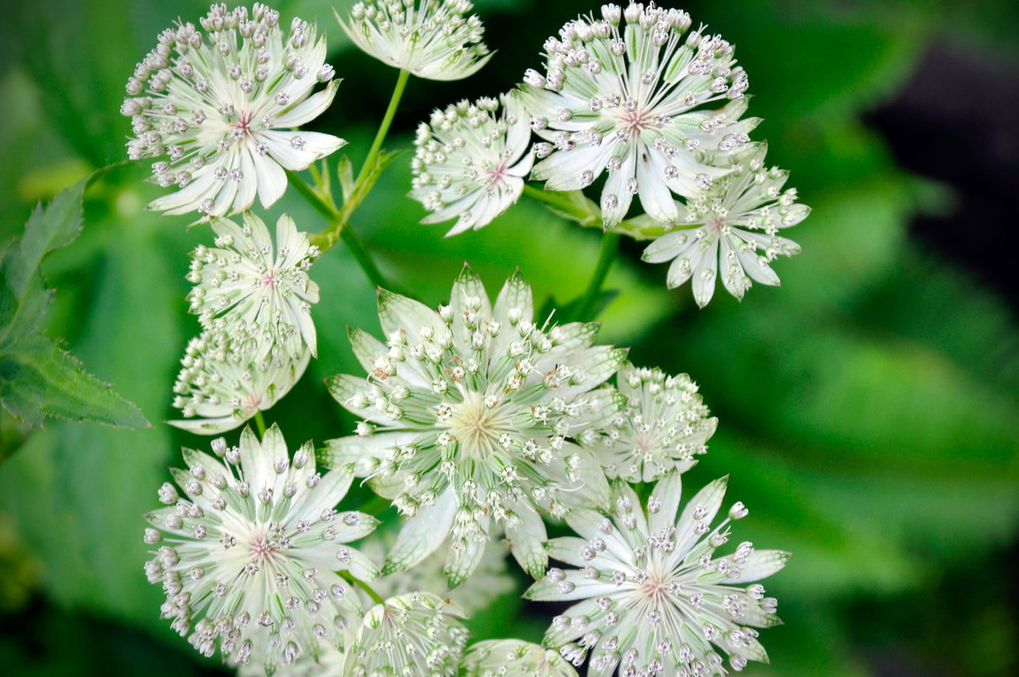 Home Decor - Digital Download - White Summer Flower