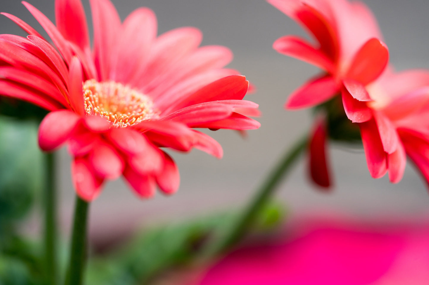 Home Decor Artwork-Digital Download- Coral Spring Daisy
