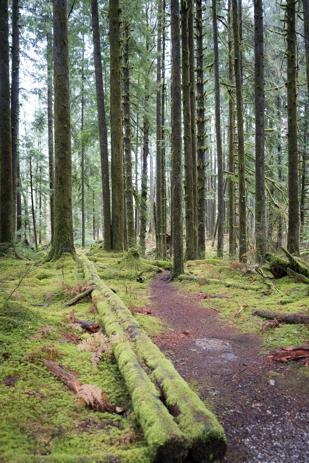 Blank Photo Note Cards - Pacific Northwest Fall Hike - 1