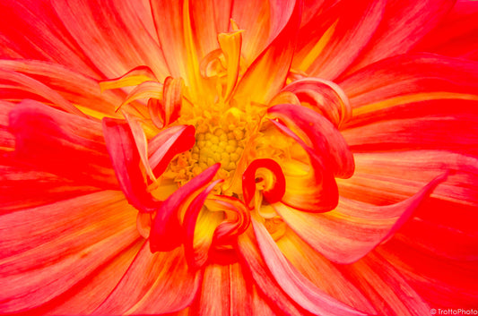 Artwork for Home Decor Digital Download - Orange Lilly Flower