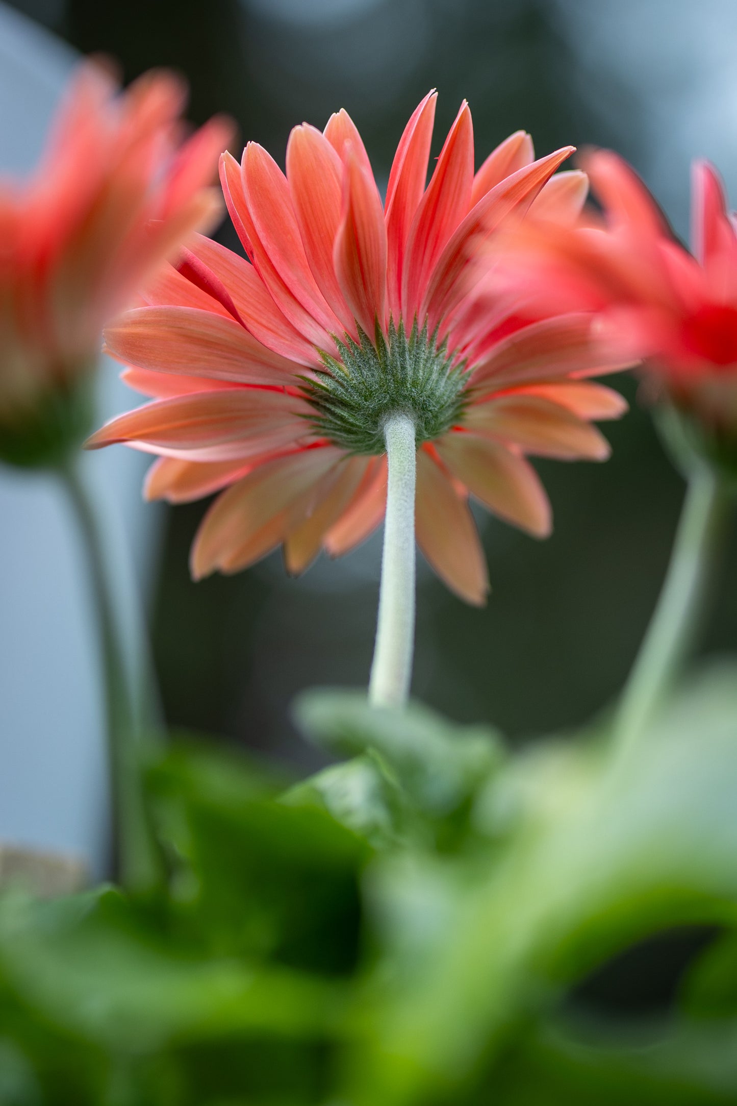 Home Decor Artwork - Digital Download -Coral Daisy- Spring Flowers