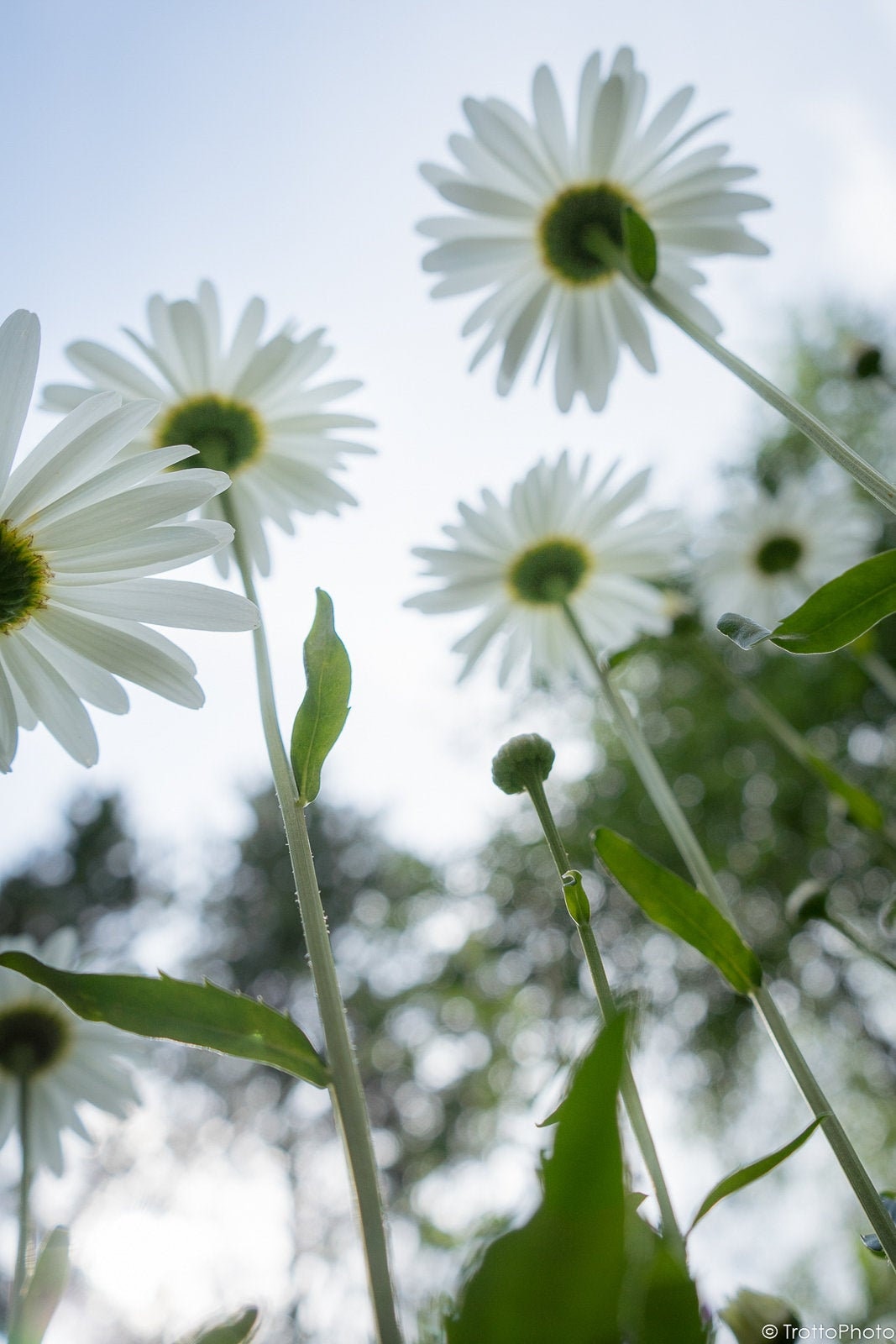 Home Decor Artwork - Digital Download - White Daisy Flowers
